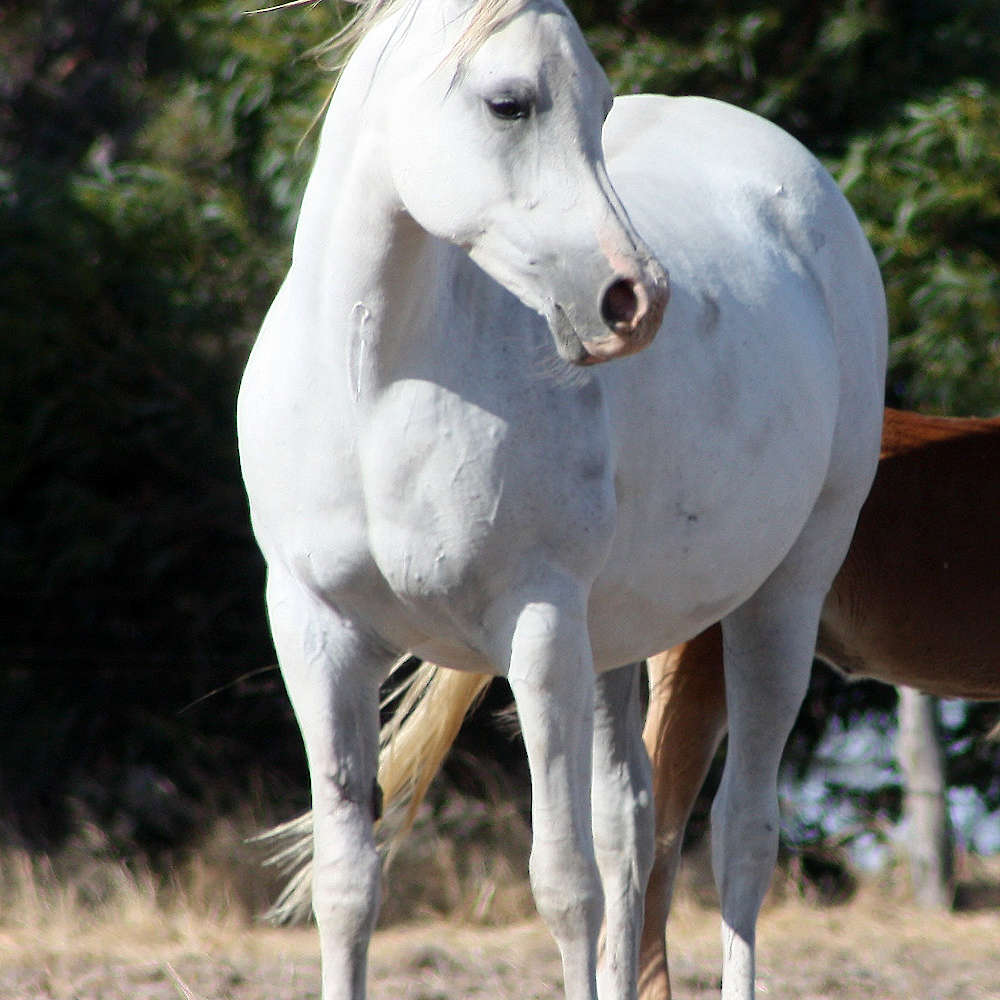 Rusleema imp GB - Arabian Mare