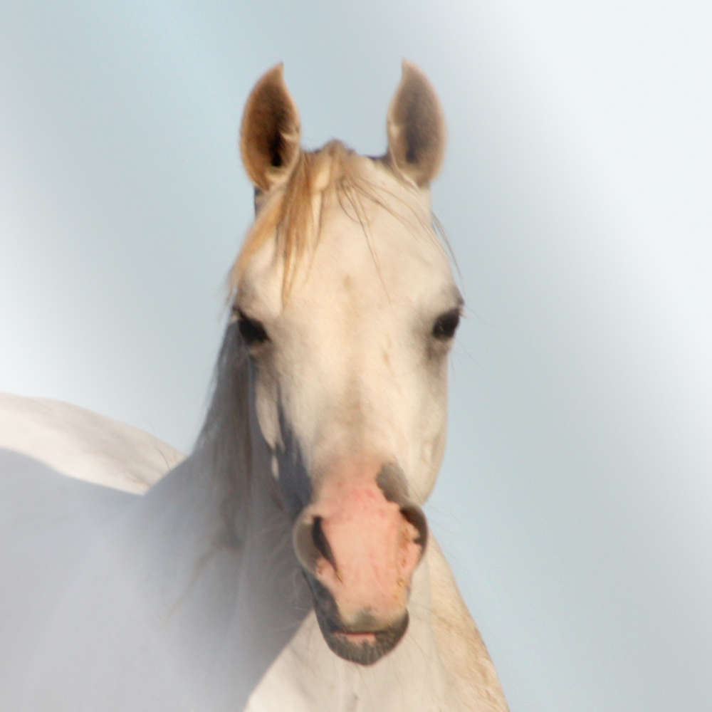 Rusleema imp GB - Arabian Mare