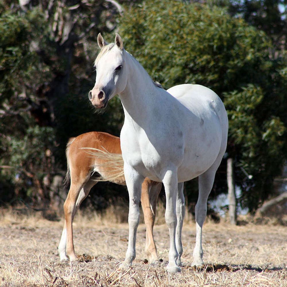 Rusleema imp GB - Arabian Mare