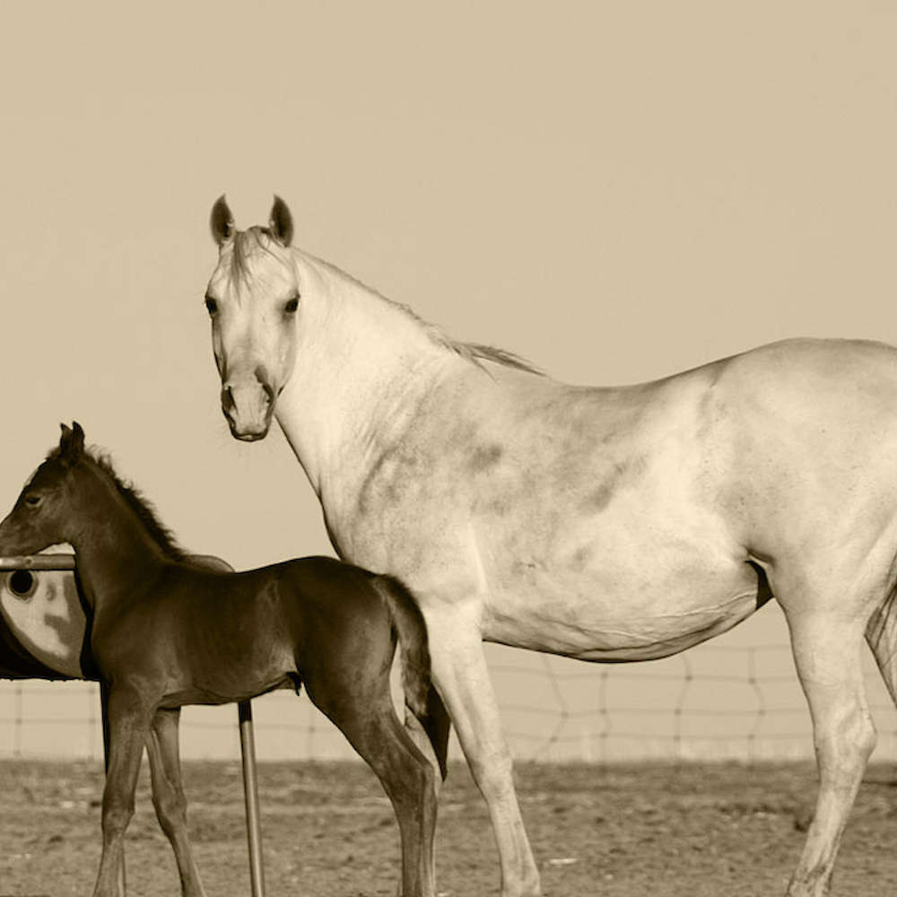 Rusleema imp GB - Arabian Mare