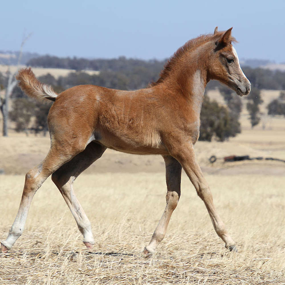 Mattilda's Rochelle - Arabian Filly. Chloe Ann Photo.
