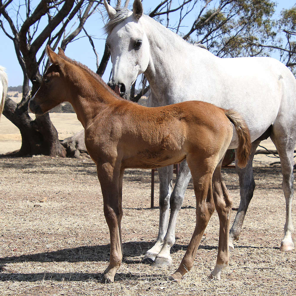 Mattilda's Nabawa - Arabian Gelding. Chloe Ann photo.