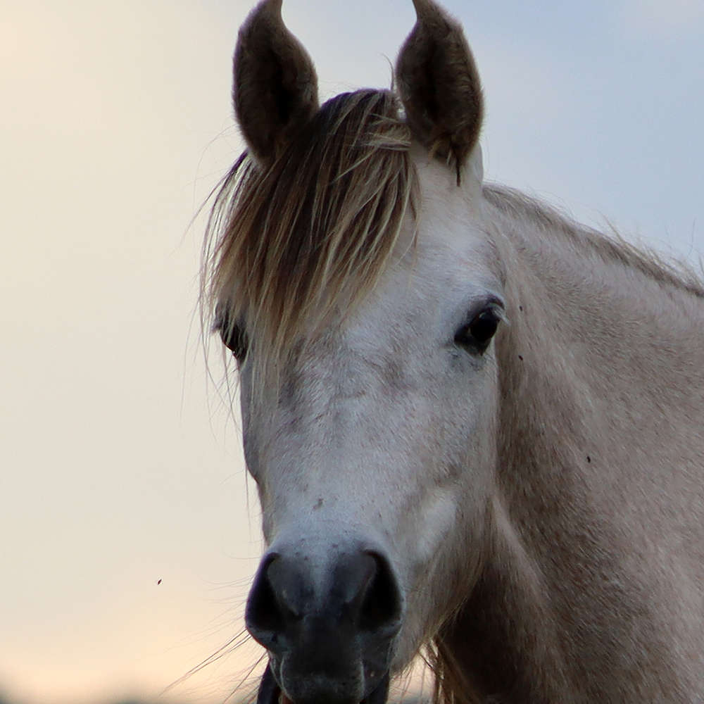 Mattilda's A'Linta - Arabian Filly, 2yrs of age.