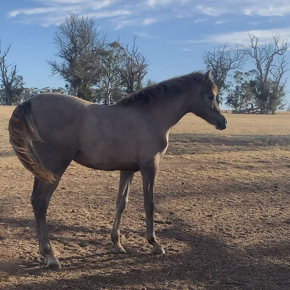 Mattilda's A'Linta - Arabian Filly.