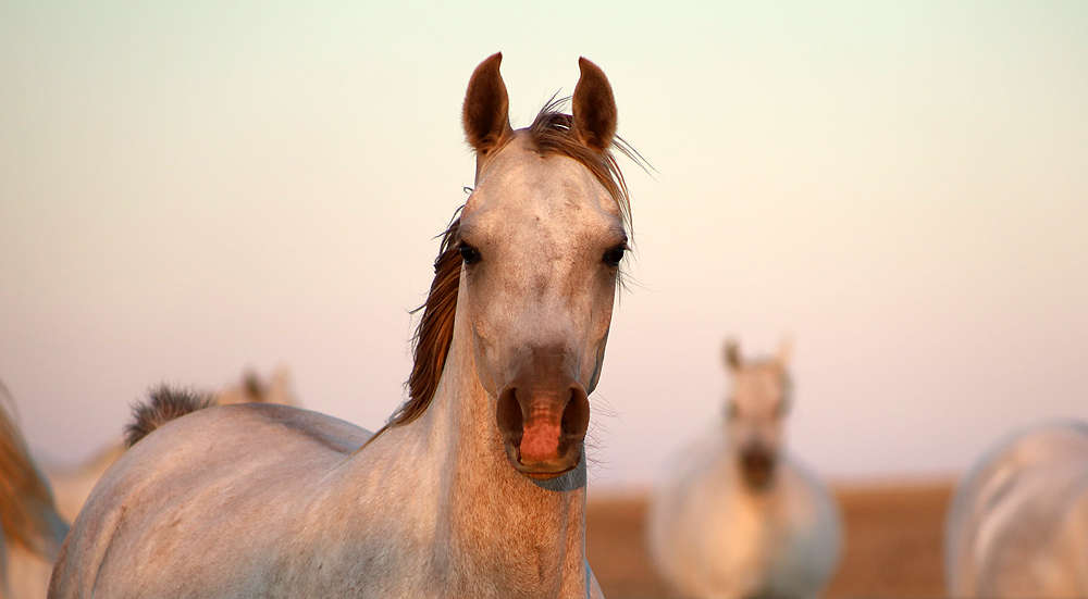 Arabians
