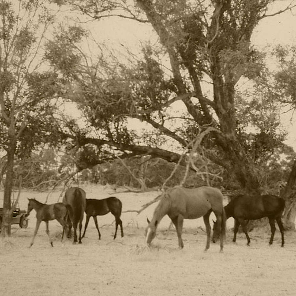 Thoroughbred Mares