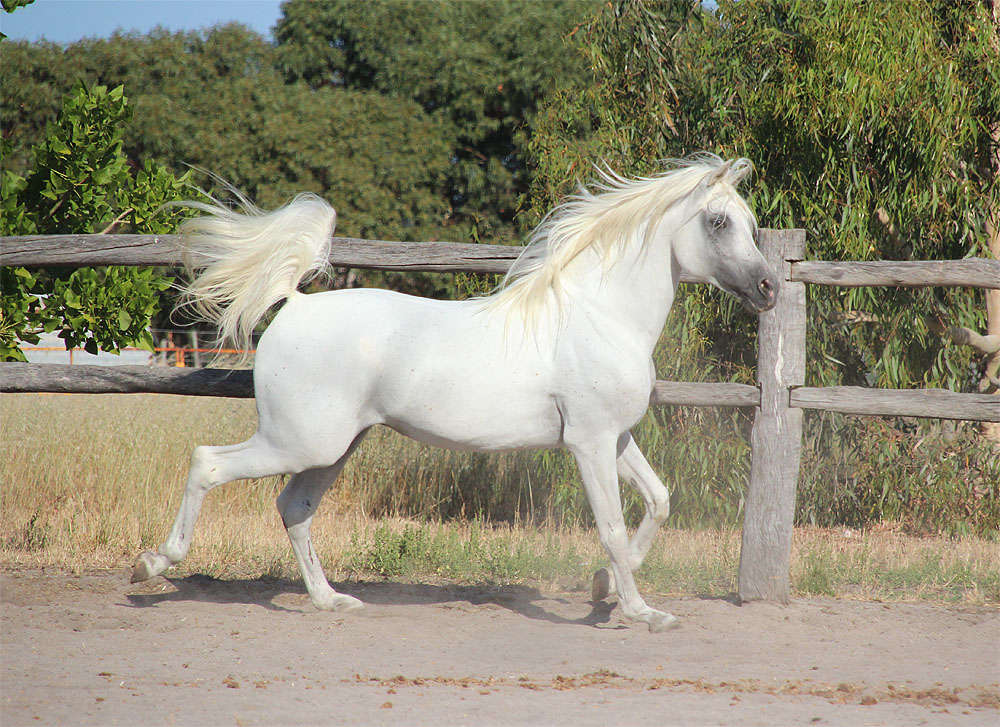 Marbling Nejm - Arabian Stallion (Dec)