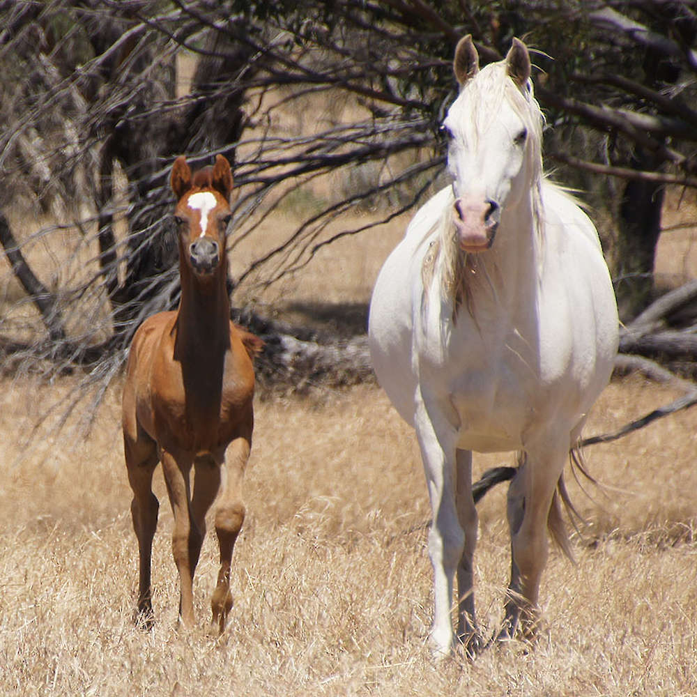 Marbling N'Shala - Arabian mare.