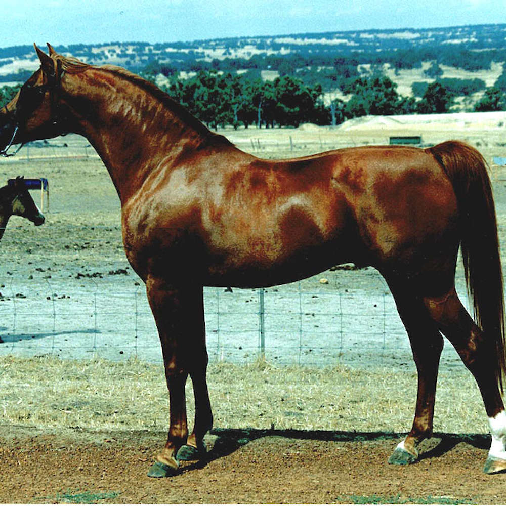Marbling Star of The East. - Arabian Stallion (Dec)