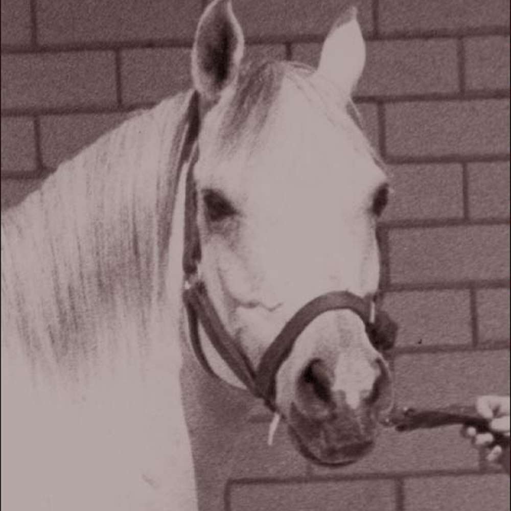A Paddock Story