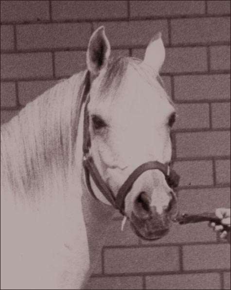 Shahr Yagil - Arabian Stallion - History and Reference.