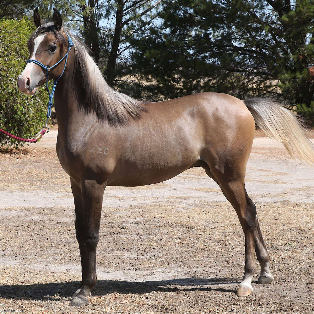 Marbling Ningaloo *Sold*