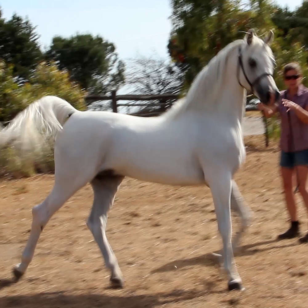 Marbling Nur x Rusleema