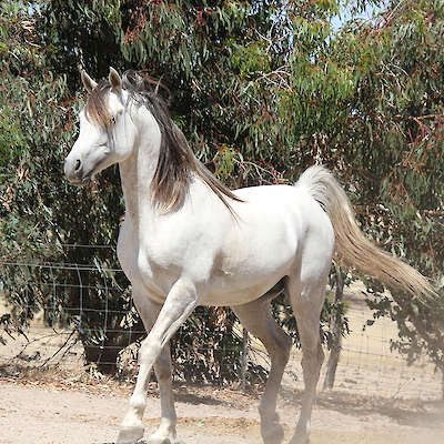 Marbling Padulla x Marbling Naacilla