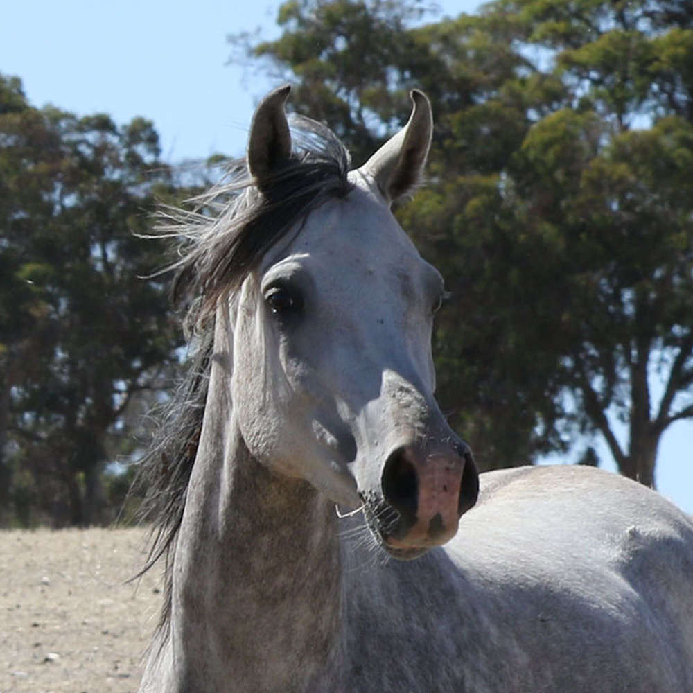 Ndre - Arabian Gelding. Photos courtesy of Karsten Scherling, Al Tair Stud, Germany.
