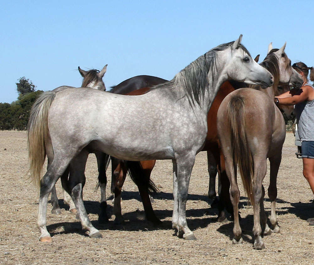 Ndre - Arabian Gelding.Photos courtesy of Karsten Scherling, Al Tair Stud, Germany.
