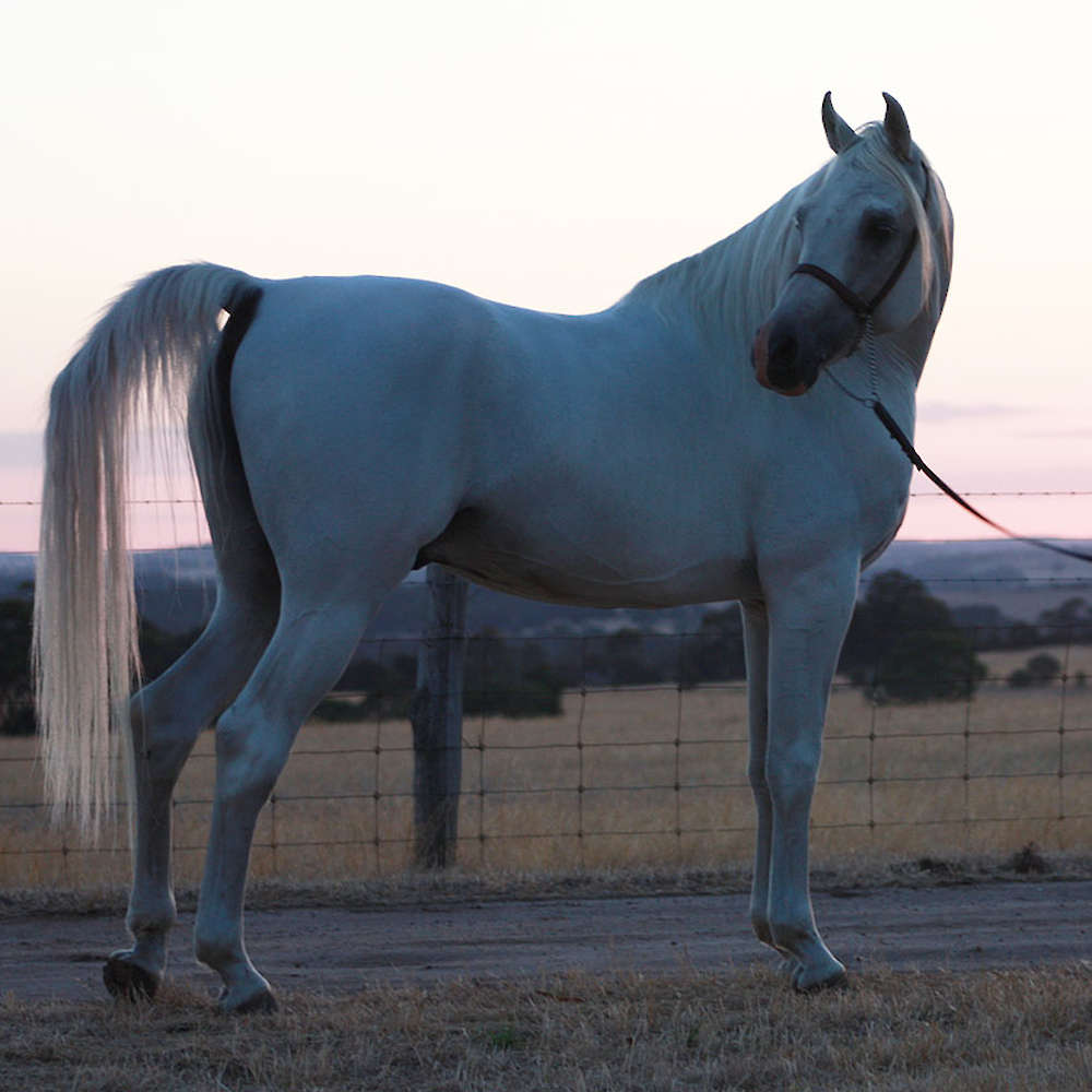 Marbling Nur x Marbling Adora