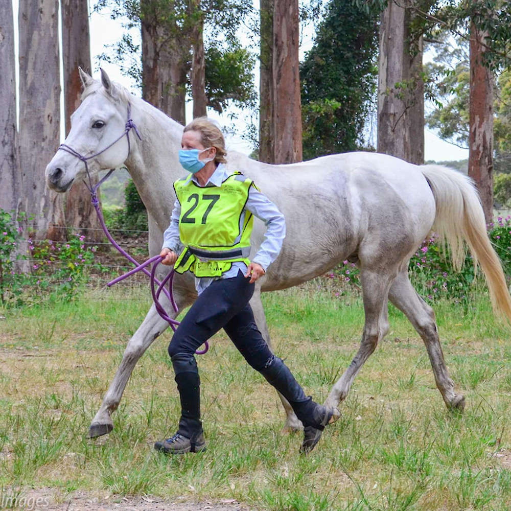 Marbling Picolo - Arabian Gelding. Down Under Images.