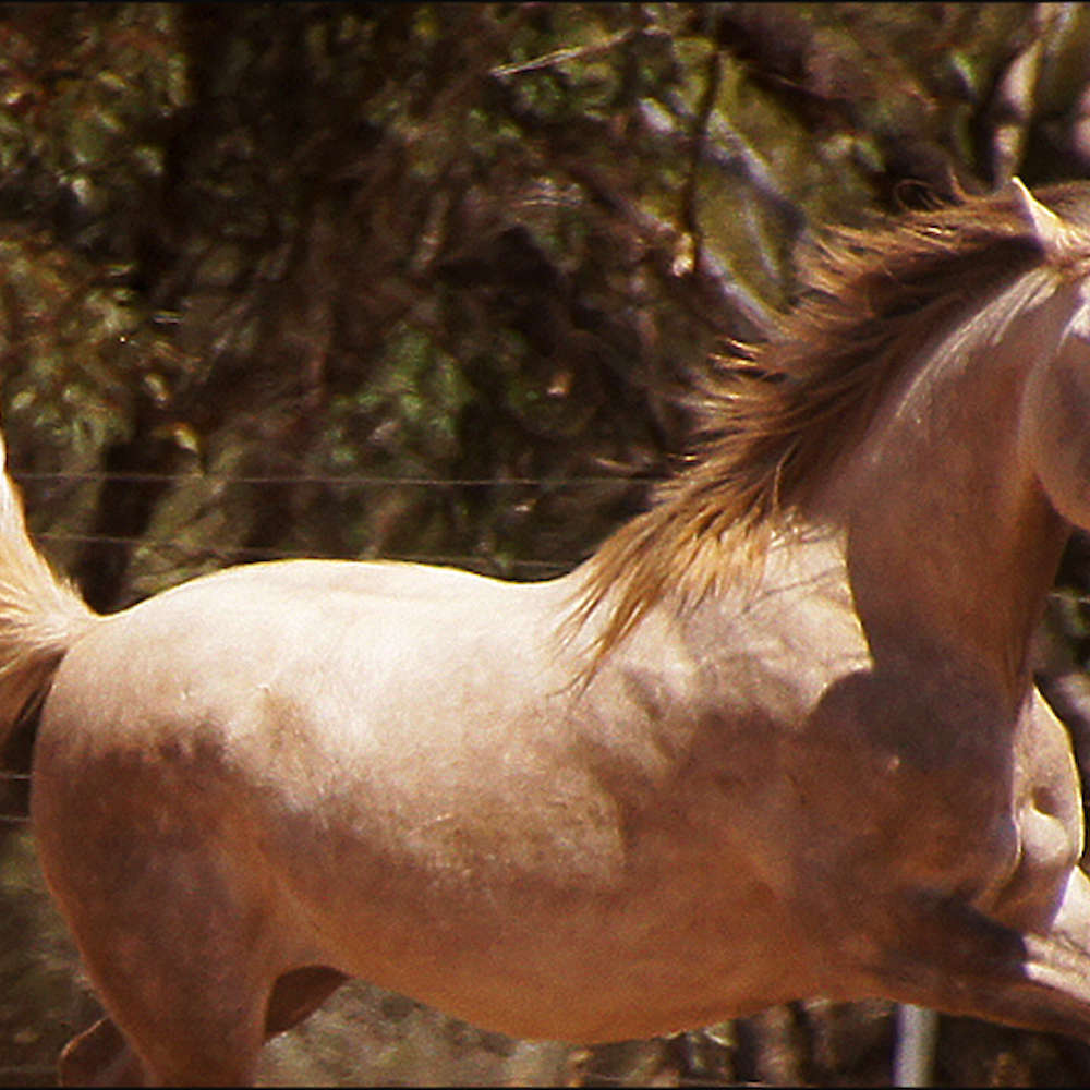 Marbling Picolo - Arabian Gelding