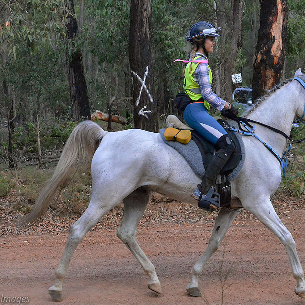 Marbling Galaxy - Arabian gelding. Down Under Images.