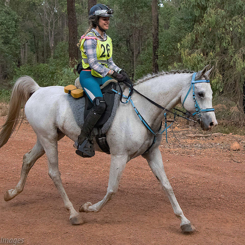 Marbling Galaxy - Arabian gelding. Down Under Images.