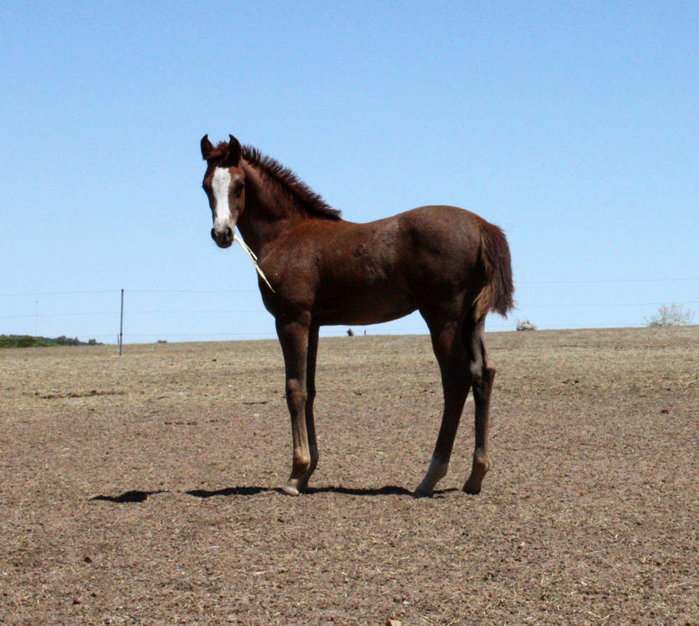 Marbling Galaxy - Arabian gelding.