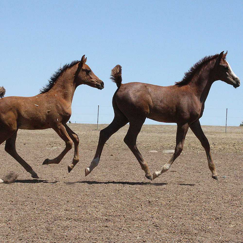 Marbling Galaxy - Arabian gelding.