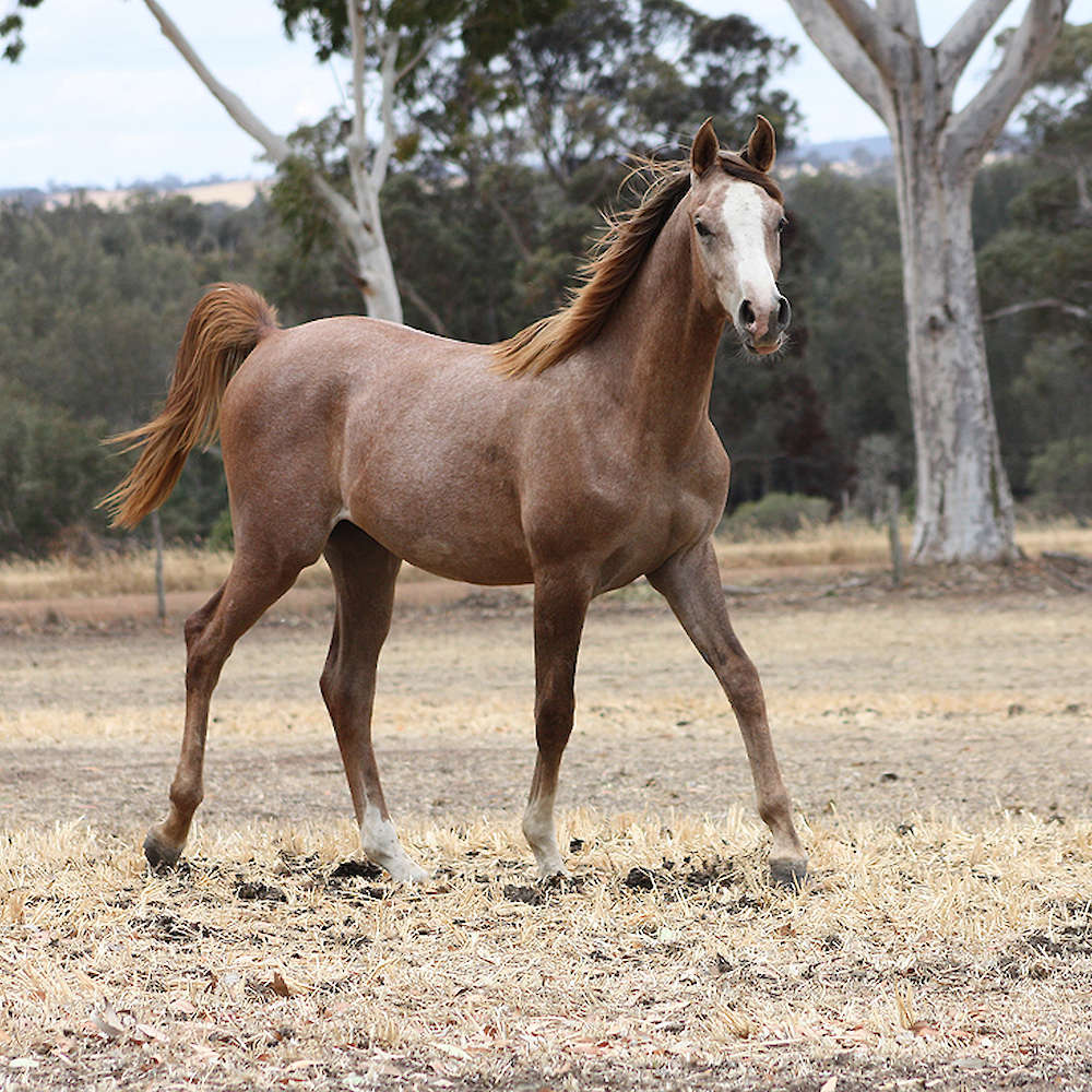 Marbling Galaxy - Arabian gelding.