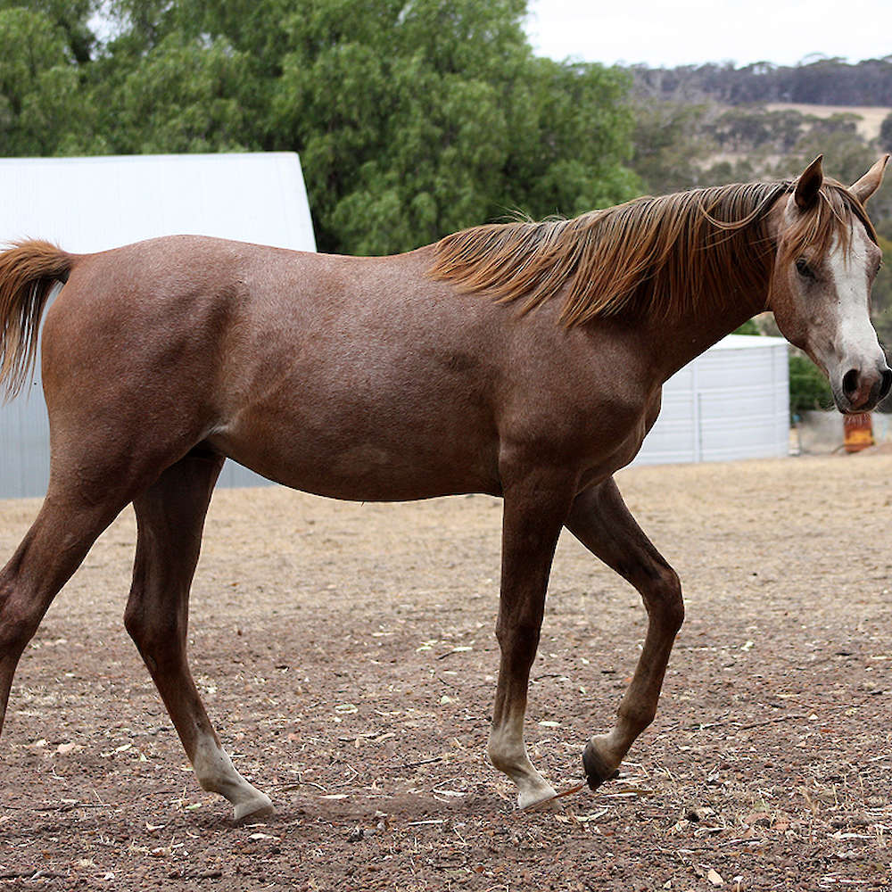 Marbling Galaxy - Arabian gelding.