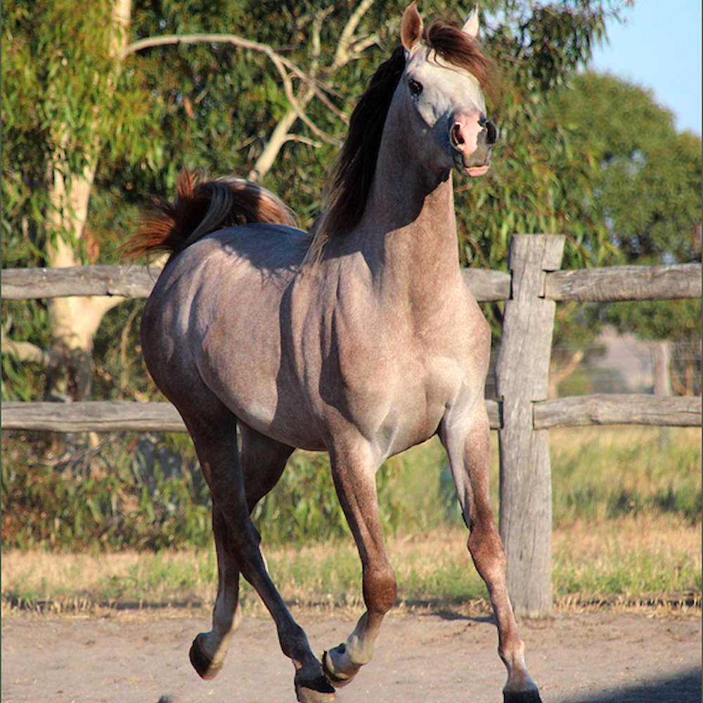 Marbling Galaxy - Arabian gelding.
