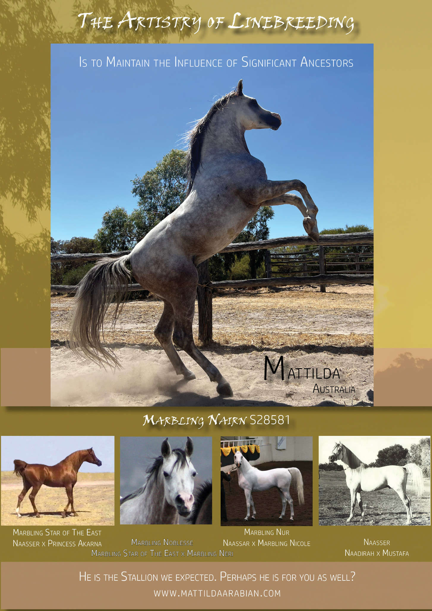 Marbling Nairn Arabian Stallion
