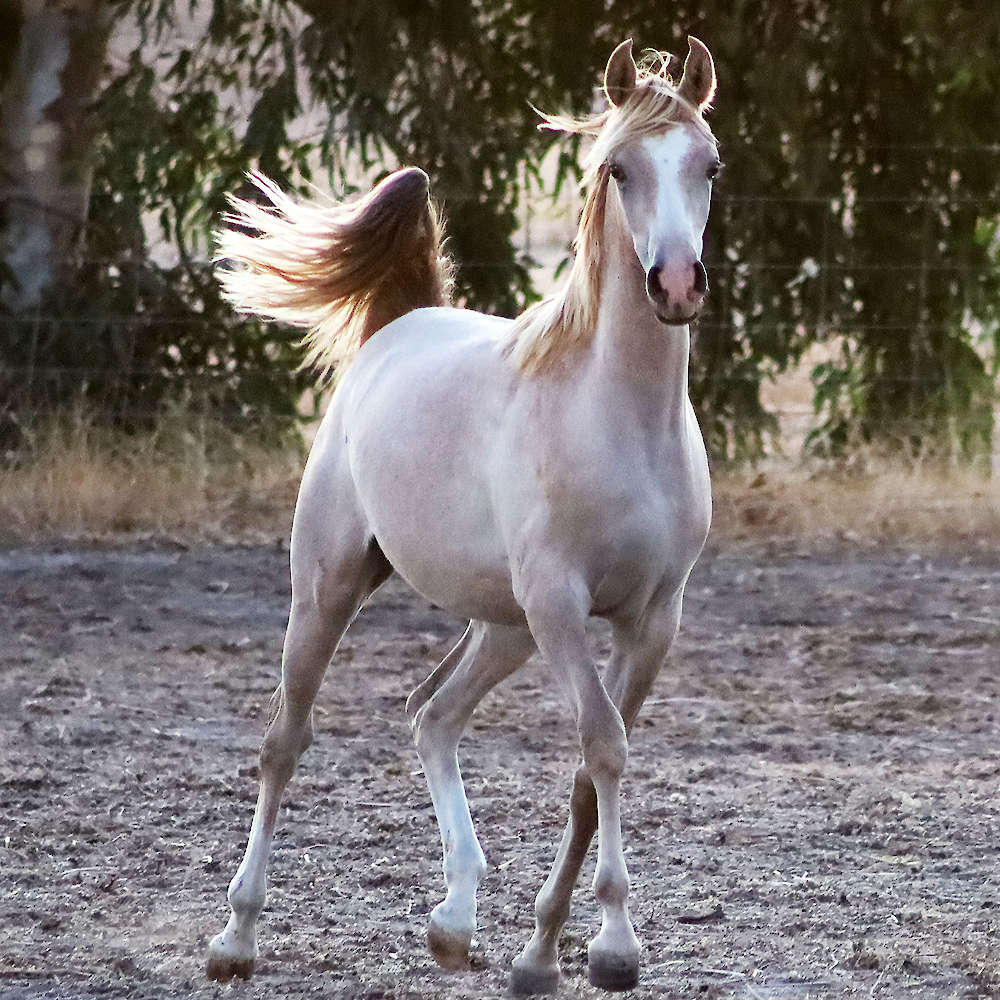 Mattilda's Airiel - Arabian Filly
