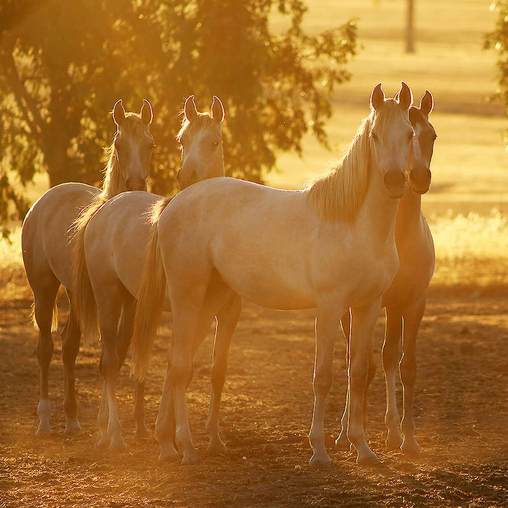Mattilda's Nala Mia - Arabian Filly Front
