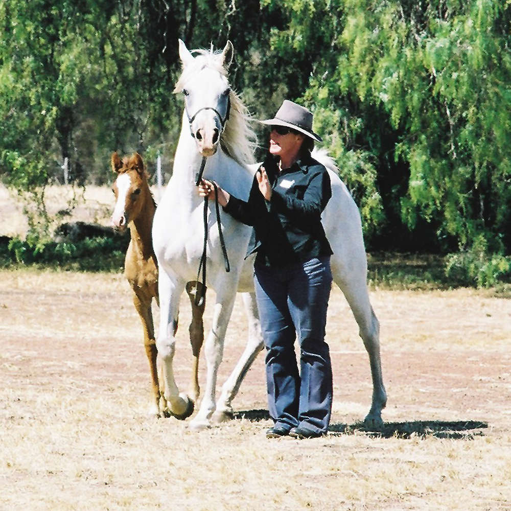 Marbling N'Elle - Arabian Endurance Mare with Dam Marbling Naacilla.