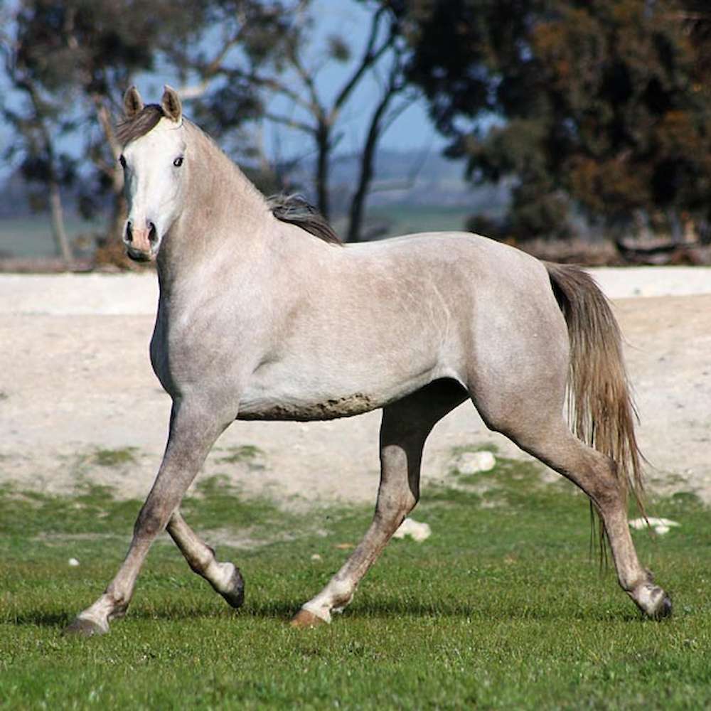 Marbling N'Elle - Arabian Endurance Mare