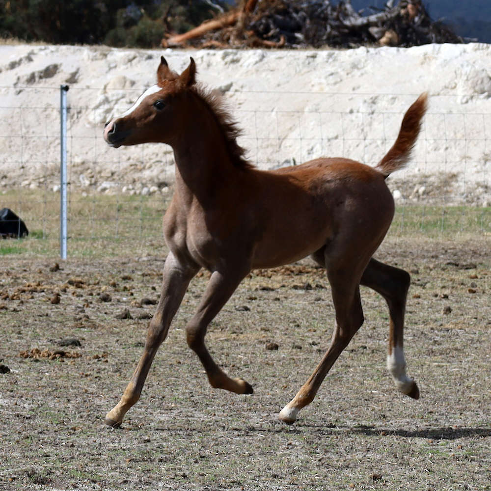 Mattilda's Ajana - Arabian Filly