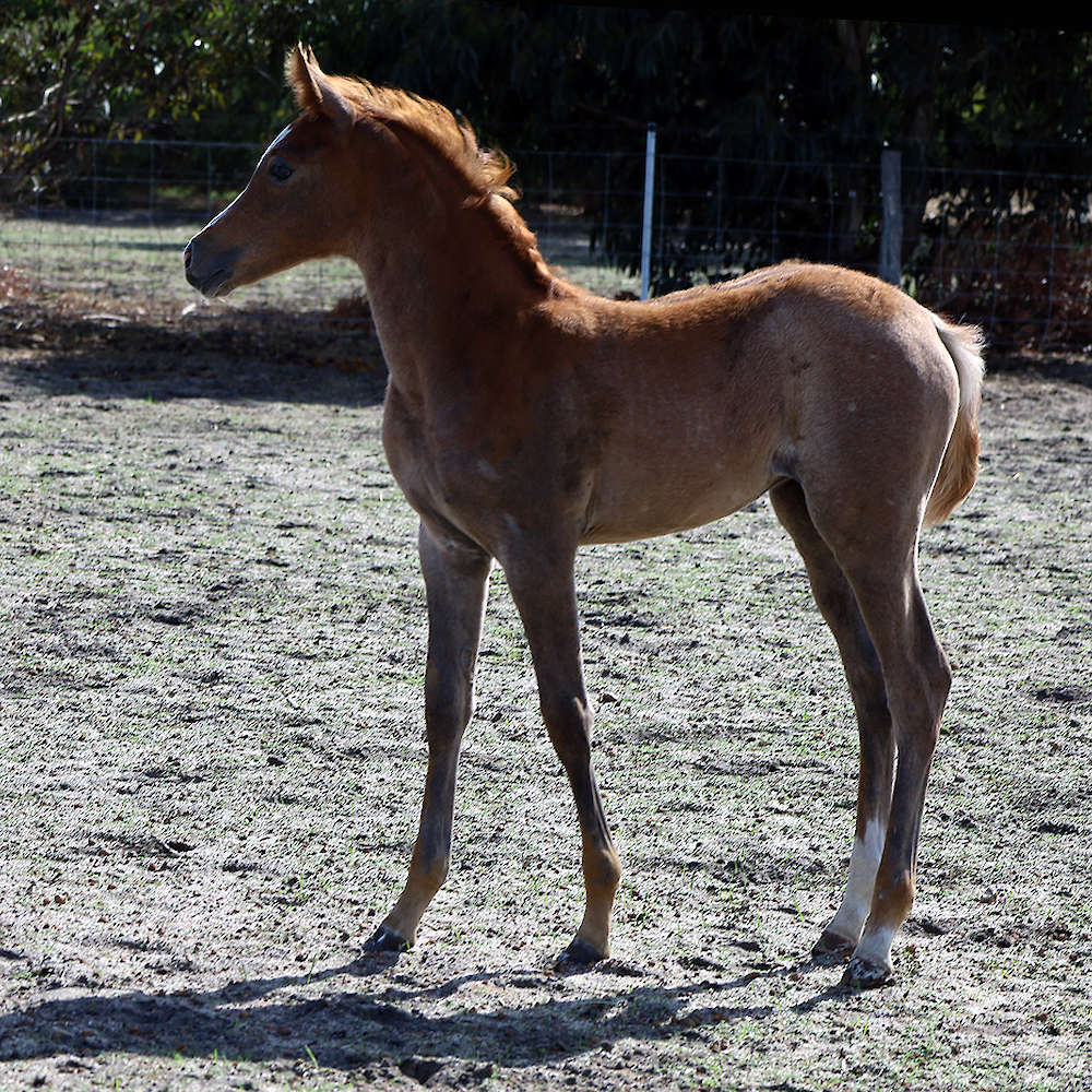Mattilda's Ajana - Arabian Filly