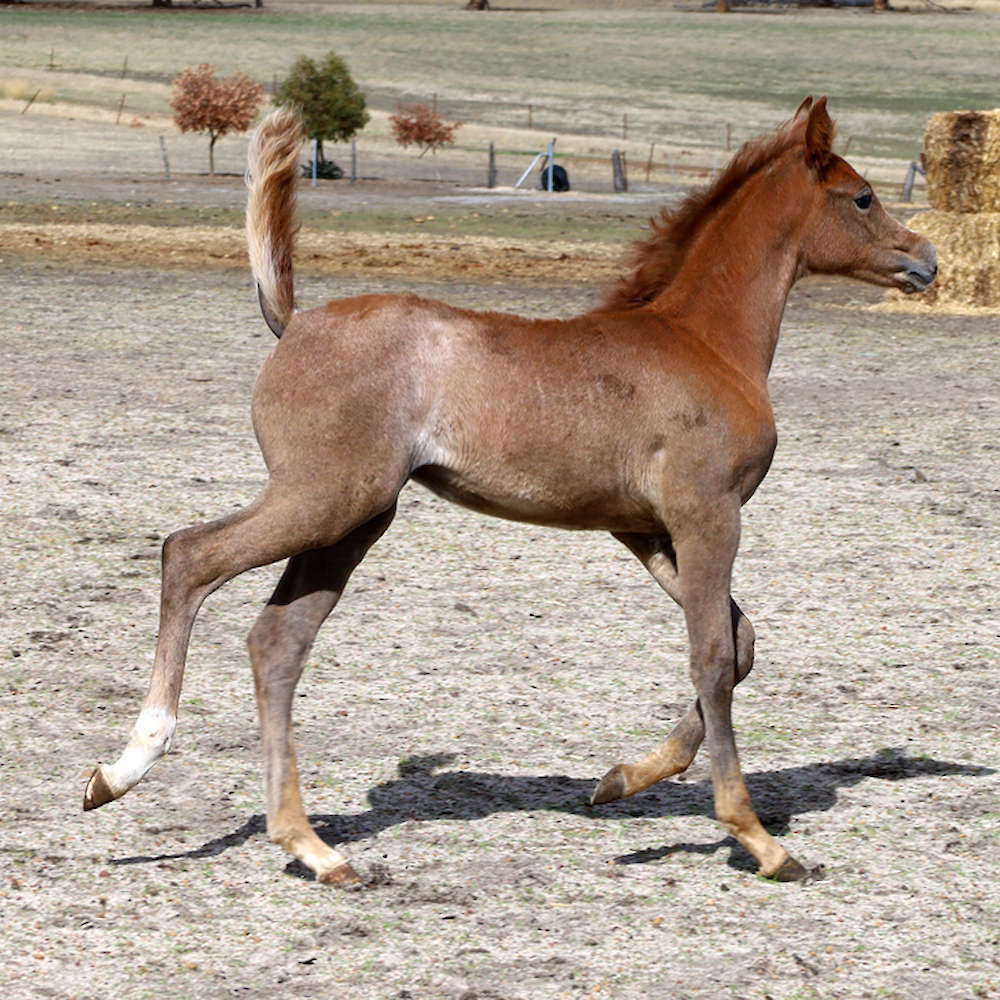 Mattilda's Ajana - Arabian Filly