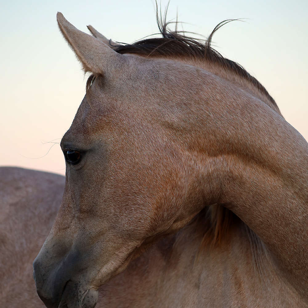 Mattilda's Natalina - Arabian Filly
