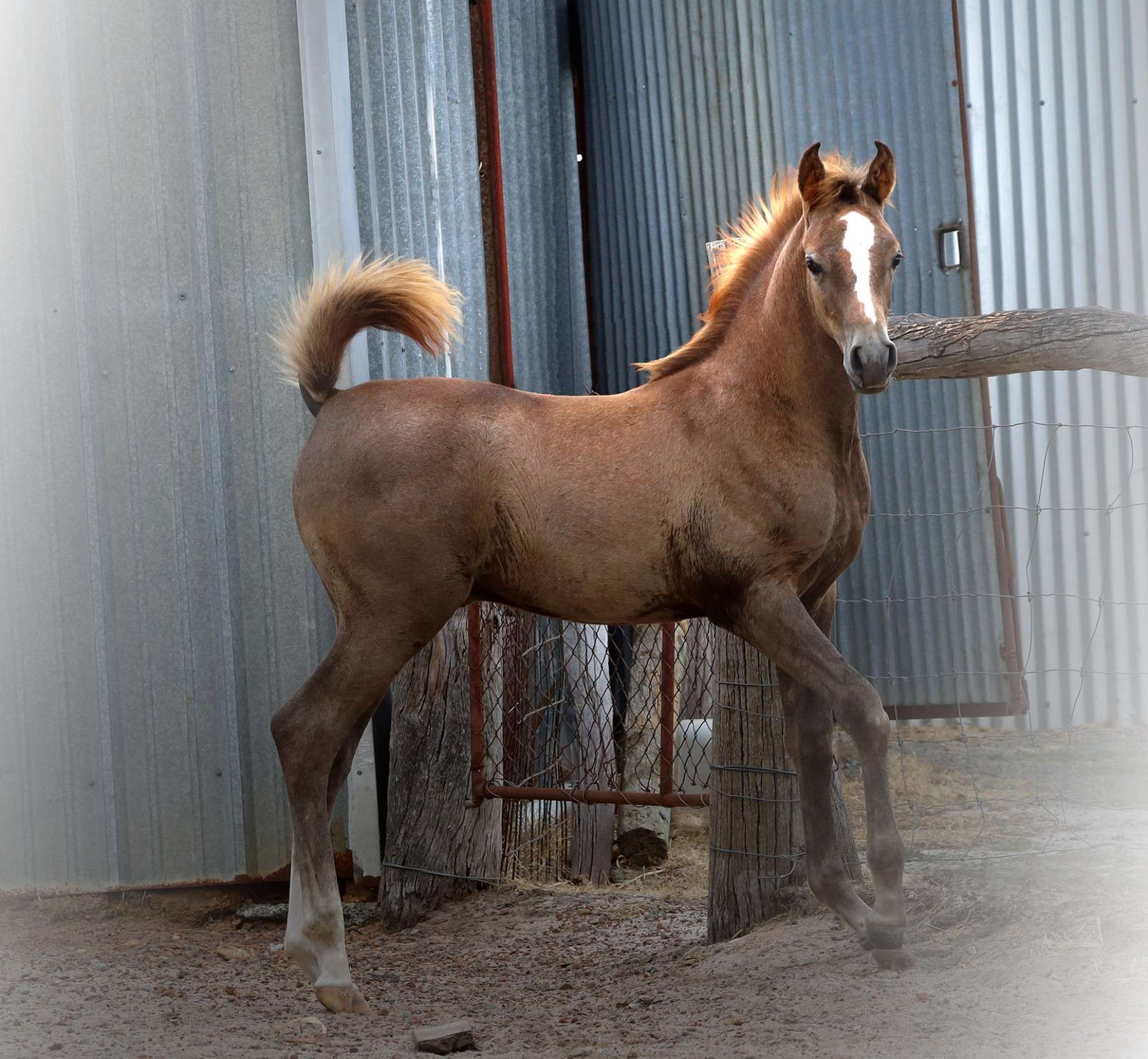 Rustam